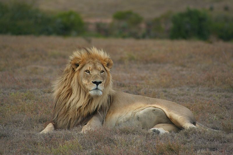 Файл:Lion pose (6649531395).jpg