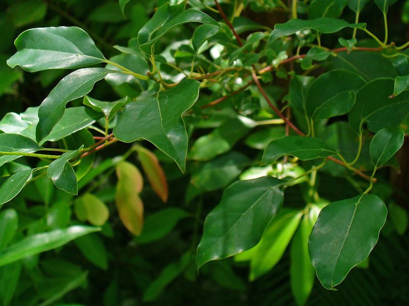 Файл:Cinnamomum camphora 002.JPG